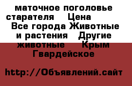 маточное поголовье старателя  › Цена ­ 2 300 - Все города Животные и растения » Другие животные   . Крым,Гвардейское